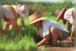 Planting Rice