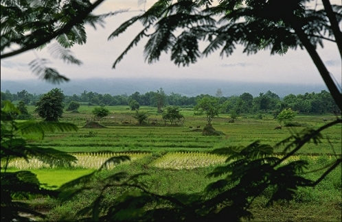 Rice Fields